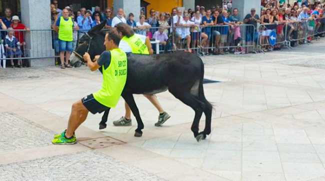 palio asini premosello 17 asino volontari ambienatlisti