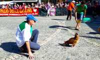 palio galline villa 16