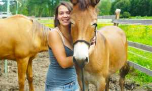 palio premosello fantina bonacina