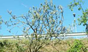 parassita piante superstrada