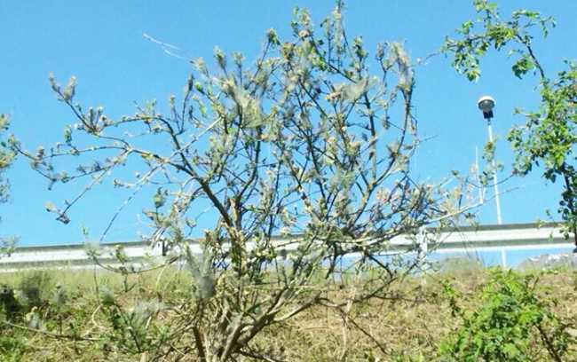 parassita piante superstrada