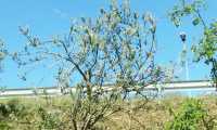 parassita piante superstrada