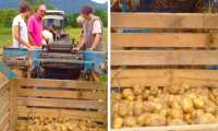 patate beura