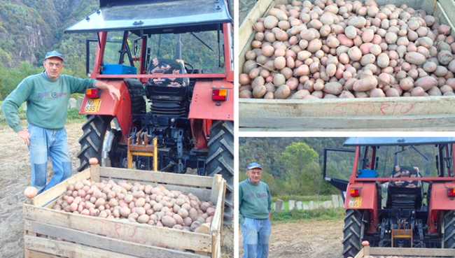 patate beura raccolto 17