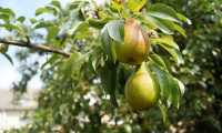 pears 1639117 640