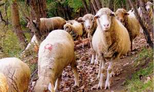 pecore gregge