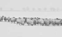pecore neve