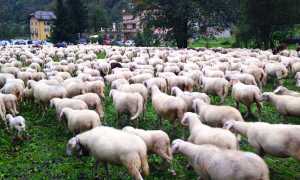 pecore premia migrar