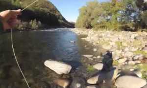 pesca s b