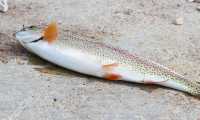 pesce lenza