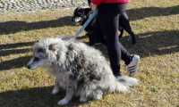 pettenasco animali 1
