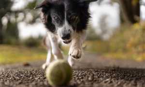 pexels alotrobo 1562983