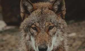 pexels davidohboy 7449035