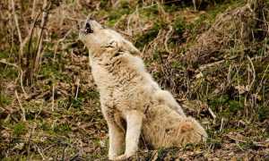 pexels pixabay 163189