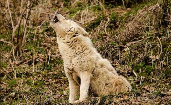 pexels pixabay 163189