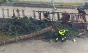 pianta albero vigili fuoco