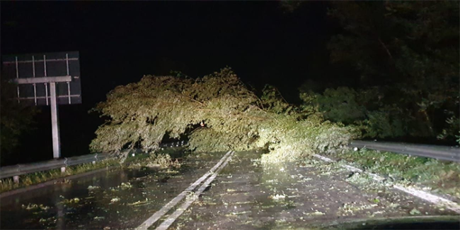 pianta superstrada pioggia notte