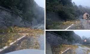 piante crollate 337 vigezzo ott 20