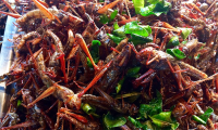 piatto insetti cibo