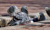 pigeons 3268990 640