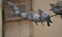 pigeons line 2505581 640