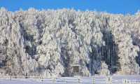 pineta neve inverno