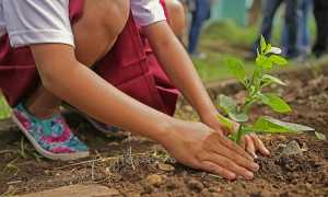planting 1898946 960 720