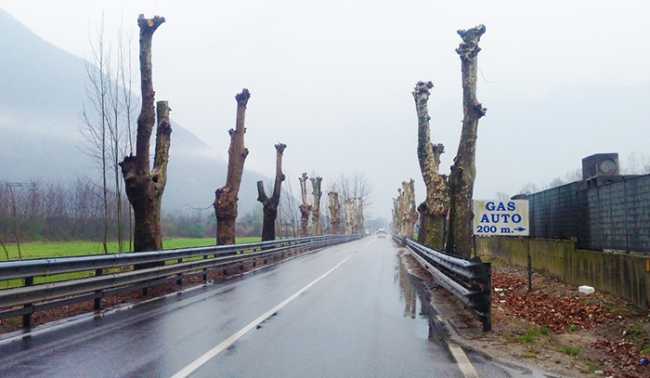 platani gravellona