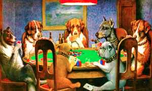 poker cani