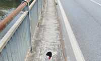 ponte ss 34