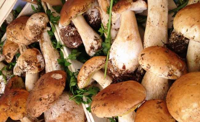 porcini