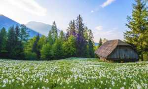 primavera fiori montagna prato baita