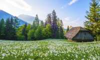 primavera fiori montagna prato baita