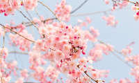 primavera