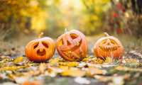 pumpkin 6720424 640