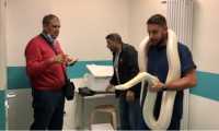 qua zampa serpente