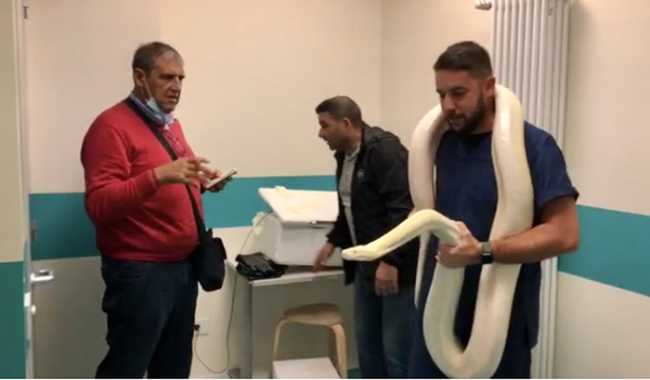 qua zampa serpente