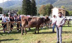 reginetta fiera vigezzina