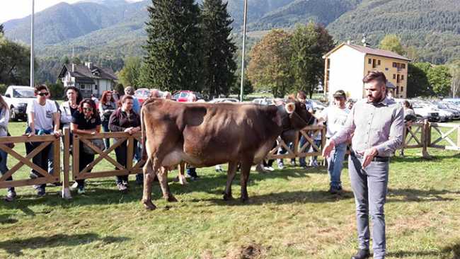 reginetta fiera vigezzina