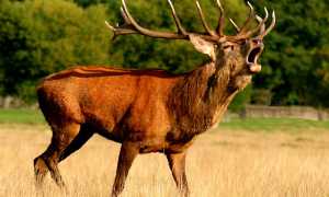 reindeer 1323000 1280