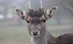 roe deer gf5d7972d3 640