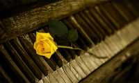 rosa piano