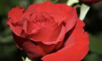 rosa rossa