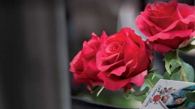 rose 685x3851
