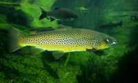 salmo trutta