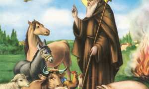sant antonio abate animali700