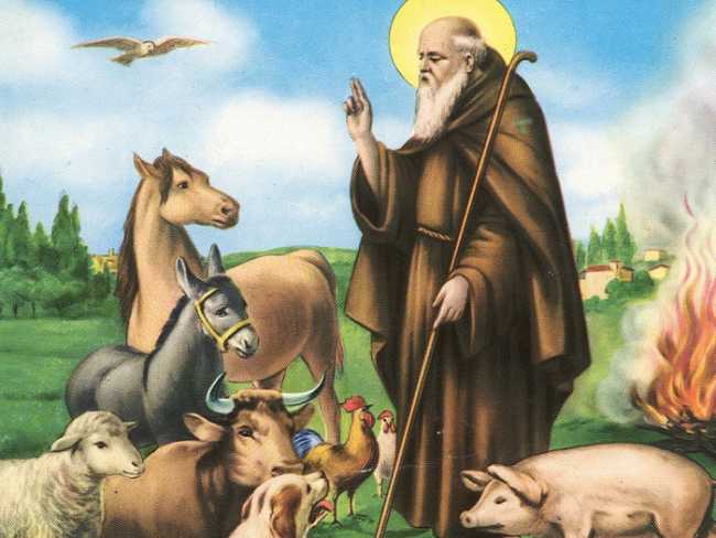 sant antonio abate animali700