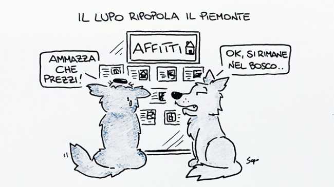 sapo lupo