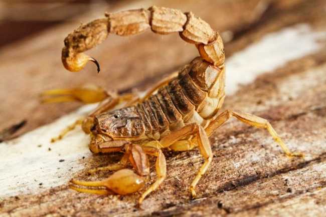scorpio