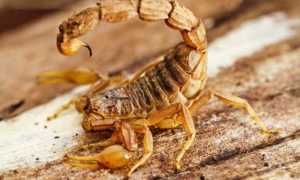 scorpione